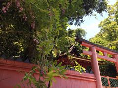 若宮神社の本殿とその隣にある「八房藤」です

この藤は本殿横のナギの木に巻き付いていて他の藤より１週間ほど開花が遅いとか。
おかげでここで藤を見ることができました♪