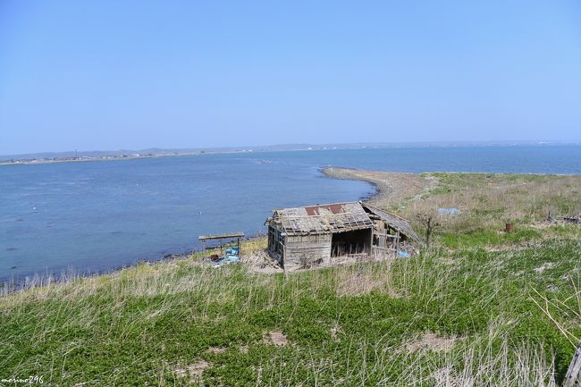 エゾエンゴサクが咲く霧多布岬の朝散歩と嶮暮帰島ツアー 厚岸 霧多布 北海道 の旅行記 ブログ By Morino296さん フォートラベル エゾエンゴサクが咲く霧多布岬の朝散歩と嶮暮帰島ツアー 厚岸 霧多布 北海道 の旅行記 ブログ By Morino296さん フォートラベル