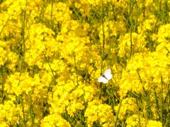 横浜町菜の花フェスティバル