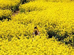 横浜町の菜の花畑