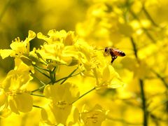 横浜町菜の花フェスティバル