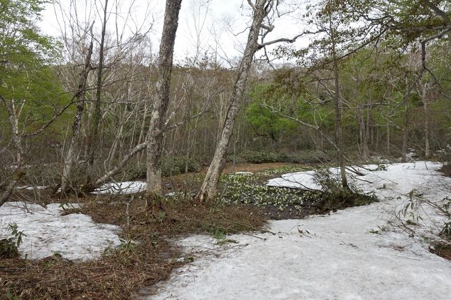 ついにミズバショウを発見。小さいミズバショウが群れをなして咲いていました。