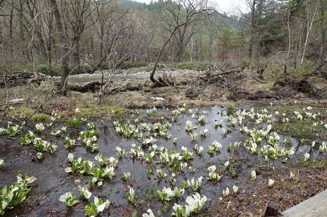 近づいて見てみると。やっぱりきれい。