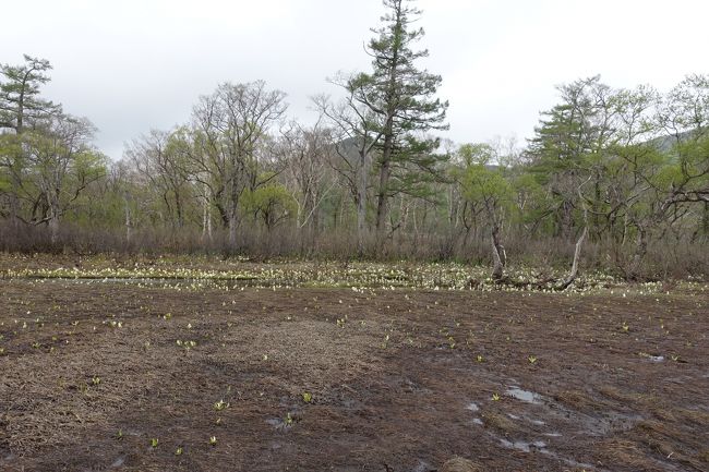 この辺りは、ミズバショウの群落が所どころにみられました。
