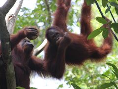 オランウータンに会ったり