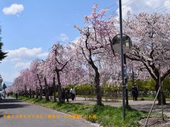喜多方市へ入る途中の桜峠は２００１本のオオヤマザクラの景観が楽しめるはずでしたが蕾の状態で残念でした。落胆した状態で喜多方市内に入ると気候が違うのか市内は桜が満開に近く、旧国鉄日中線跡地の３ｋｍに整備された歩道に植えられた１０００本のしだれ桜もほぼ満開で見事な景色でした。