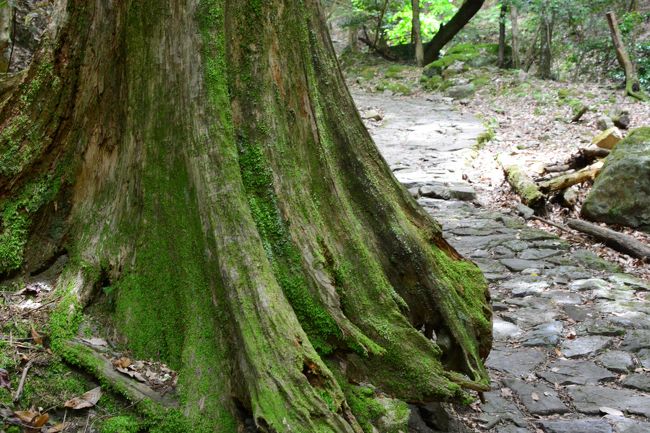 大きな大きな木です