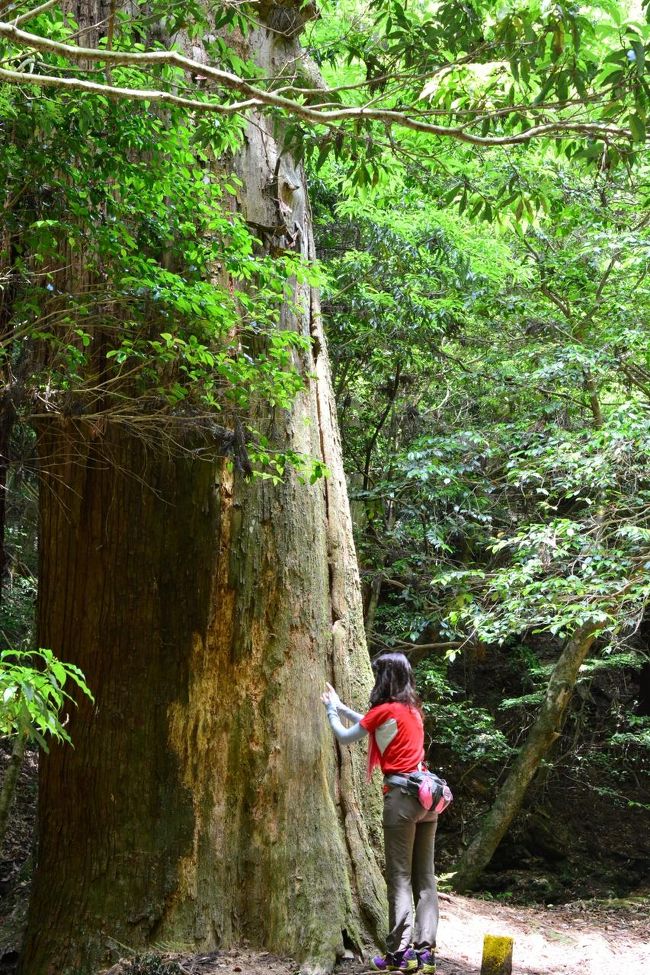 太い大きな木　手を合わせると暖かい気を感じますとさ(嫁はん談）<br /><br />　　私には、何も感じませんがね