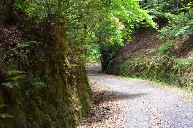 このような道を上ります　足に来ますね
