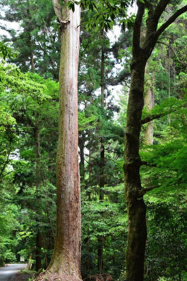 まっすぐに伸びた樹木　見上げる首が痛いです