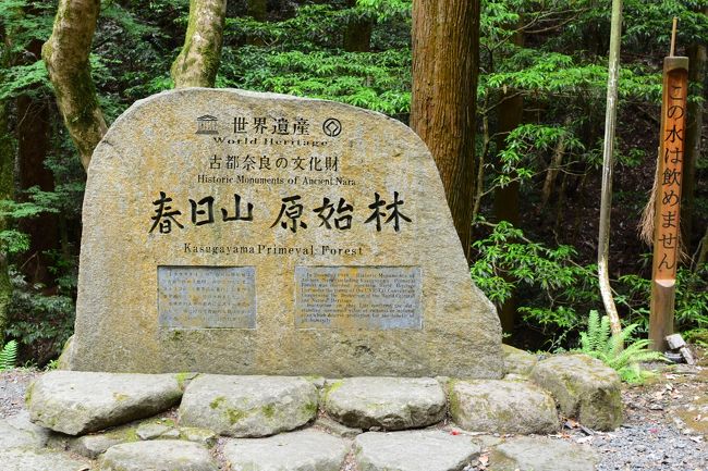 世界遺産　　春日山　原始林　この横に休憩所あります