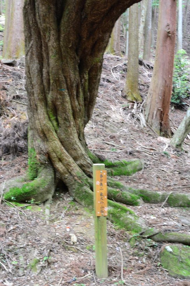 最大の山桜の木