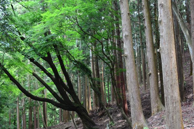 はるか上まで枝が伸びてますね