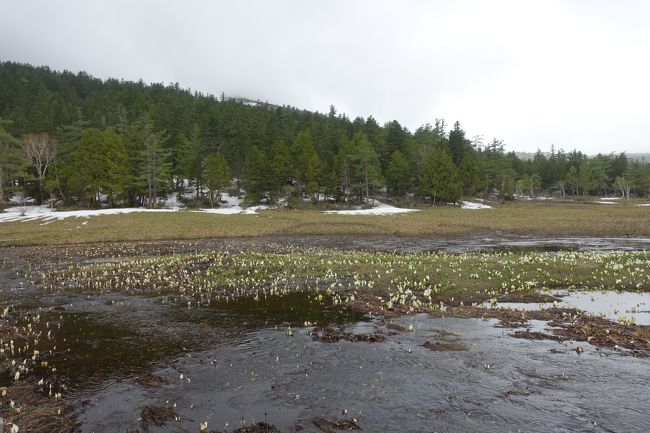 ここもミズバショウがいっぱい。