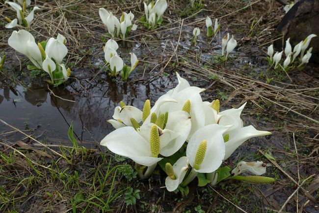 かたまって咲いているミズバショウ。これだけくっついているのは珍しかった。