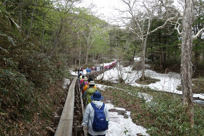 尾瀬ヶ原を離れ、鳩待峠への帰路。高低差２００ｍの坂を上って行くので、結構たいへん。２時過ぎ、みな帰る時間のようで、帰りの道は渋滞。鳩待峠まで１時間ほどかかりました。