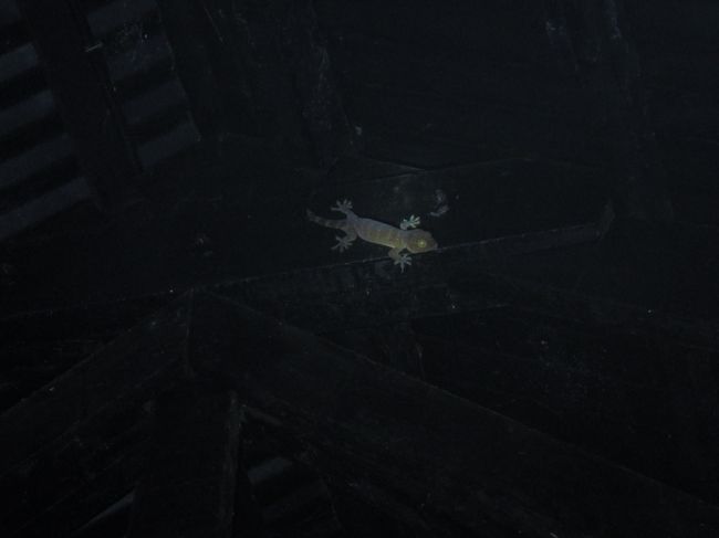 オーナーが懐中電灯でGecko（やもり）を探してくれました15センチぐらいの体長かな