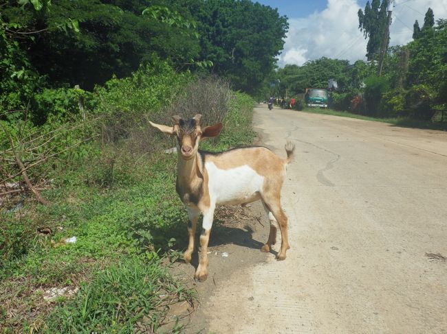 め～　あれ何だ？と思ったら突然林の中から出てきました　ずいぶん人懐っこい山羊さん