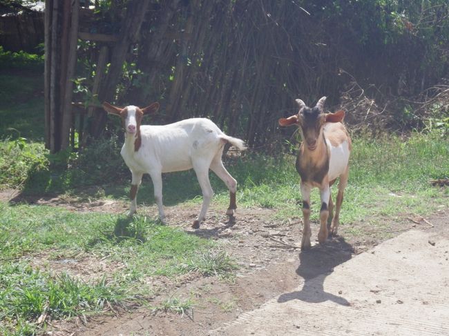 出てくる　大丈夫かな～かまれないかな？