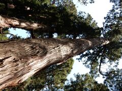 中尊寺はこのような太くて高さのある杉林に囲まれています。建造物と杉の木からは芸術と呼ぶに相応しい見事なまでの調和が感じとれます。私は専門家でありませんが、「武家社会」と「杉」との相関性を研究してみるのも面白いかも知れませんね。かつてはこの立派な木々に美意識を見出していたのでしょうか？