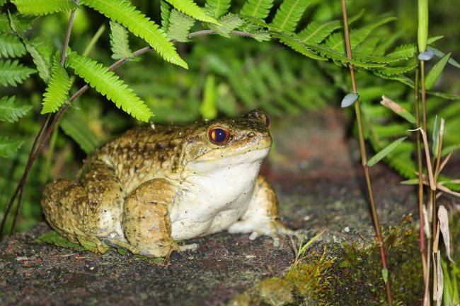 奄美大島0泊2日(1回目) 憧れの生き物を探す旅vol.2 アマミノ 奄美大島0泊2日(1回目) 憧れの生き物を探す旅vol.2 アマミノ