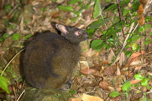 奄美大島0泊2日(1回目) 憧れの生き物を探す旅vol.2 アマミノ 奄美大島0泊2日(1回目) 憧れの生き物を探す旅vol.2 アマミノ