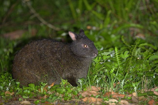 奄美大島0泊2日（1回目） 憧れの生き物を探す旅vol.2 アマミノ
