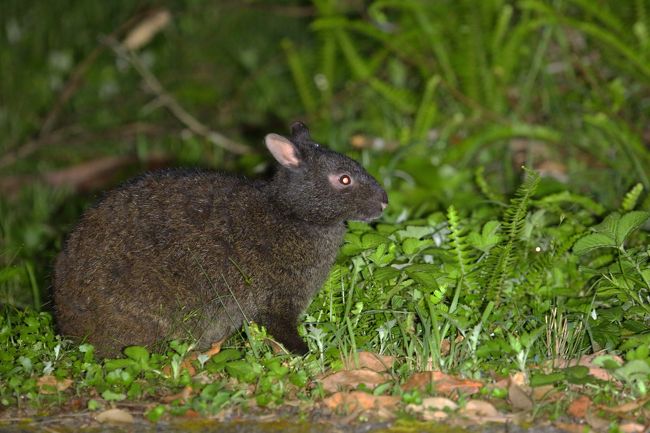 岸本ウラチ　アマミノクロウサギ アマミノクロウサギ（奄美の黒兎）【かぎけんWEB】