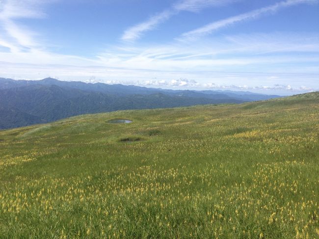 気づくと辺り一面ニッコウキスゲのお花畑に。子供の頃、日光やその辺の高原に咲くニッコウキスゲはあまり好きになれなかった。それは百合に色がついた小ぶりの花（＝百合もどき）に感じたからだったのだけど、大人になって山に登りあらためて見ると、なるほどこの「もどき」のような花も可憐で健気で山を彩る魅力があると振り返り、好きになりました。