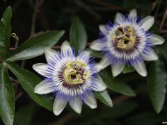 光則寺　山門前のトケイソウ

紫陽花が咲く頃、時計草も咲いています。
