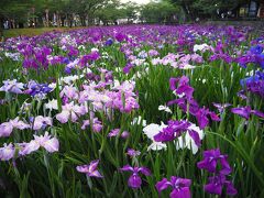 大村公園ではちょうど花しょうぶが真っ盛りでした。
こんなに花しょうぶが見事に咲いているのを見るのは初めて。