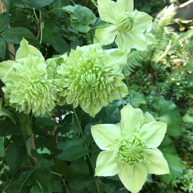 そして出口付近にあった最もエレガントなテッセン。