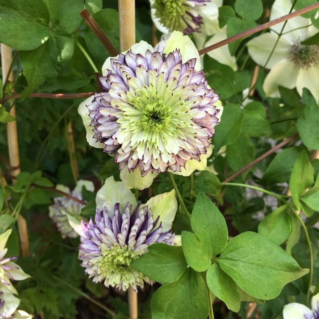 でも、母と意見が一致した最も芸術的なテッセン。