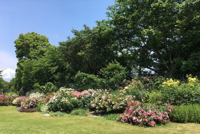 薔薇エリア。クレマチス同様に多彩な品種が共演しています。