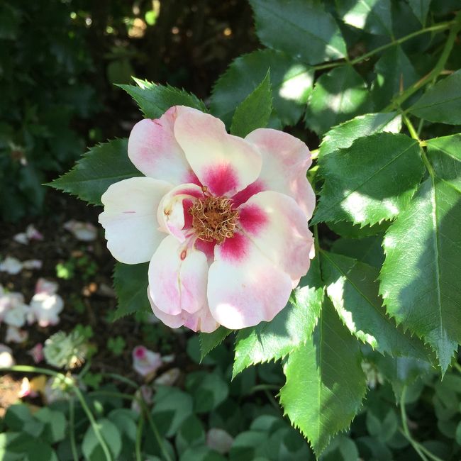 逆に中心が色づく薔薇。