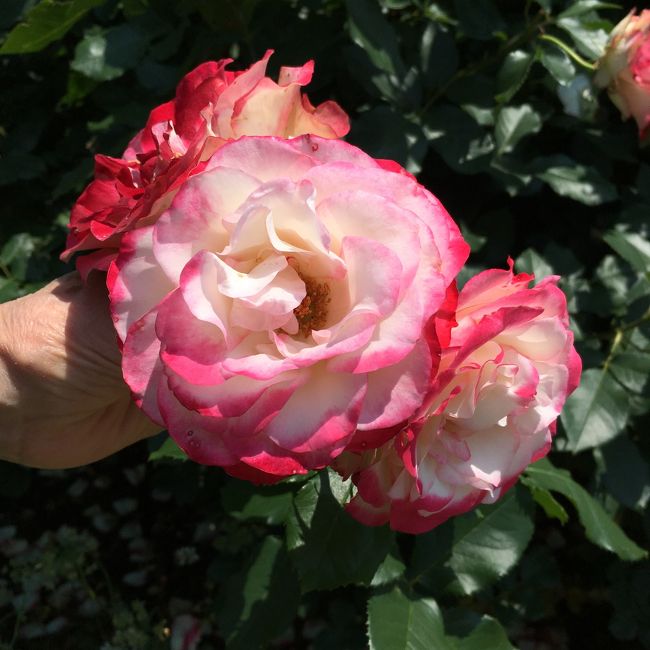 花びらが縁取られた薔薇。