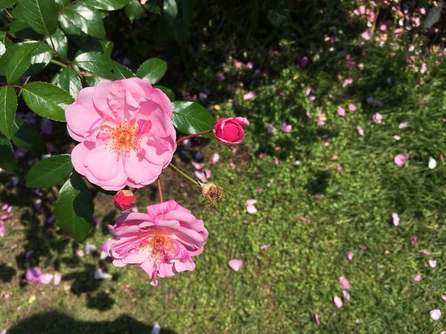 そして花びらを散らすところも薔薇の自己主張。