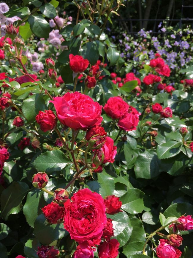 緑の芝生とクレマチスと薔薇の庭園と芸術と新鮮な空気。富士山は丘からは見えませんが、駅からシャトルバスに乗っているときに、見慣れない角度の雪をかぶった富士さまを見ました！