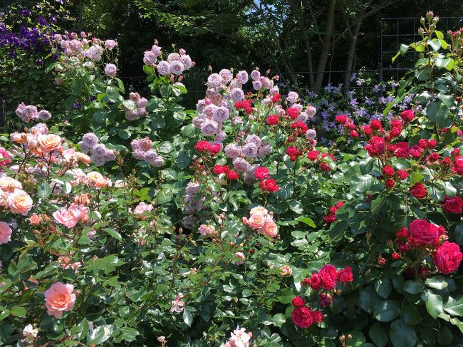 八重の薔薇が多かったかな…独特の風もあったので、風下にいると芳しく薫るのです。クレマチスは香りませんが。薔薇は薫ります！