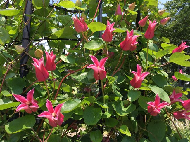 その花を正面から見ると、ラッパ隊のようでかわいい💕