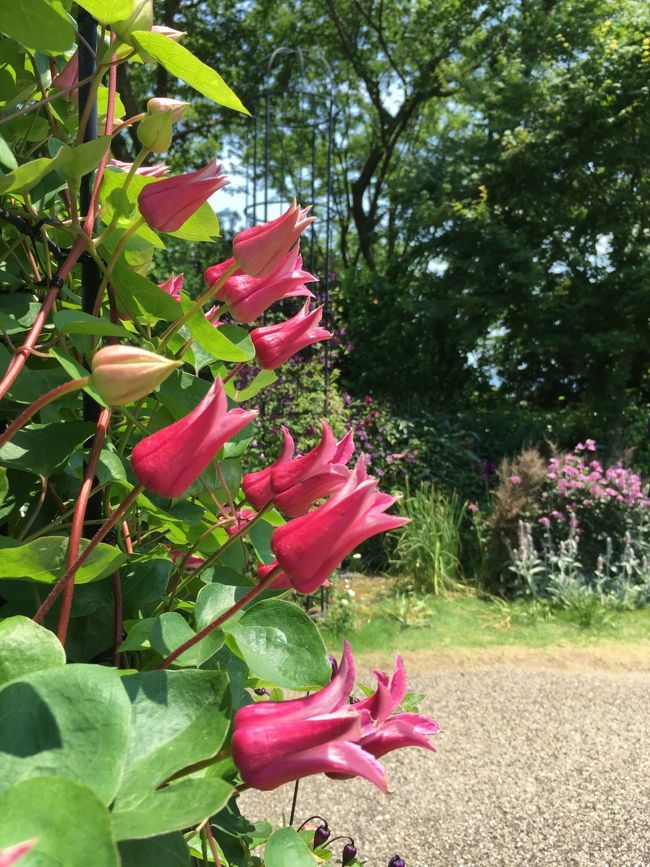 母はこの花がお気に召したようです。