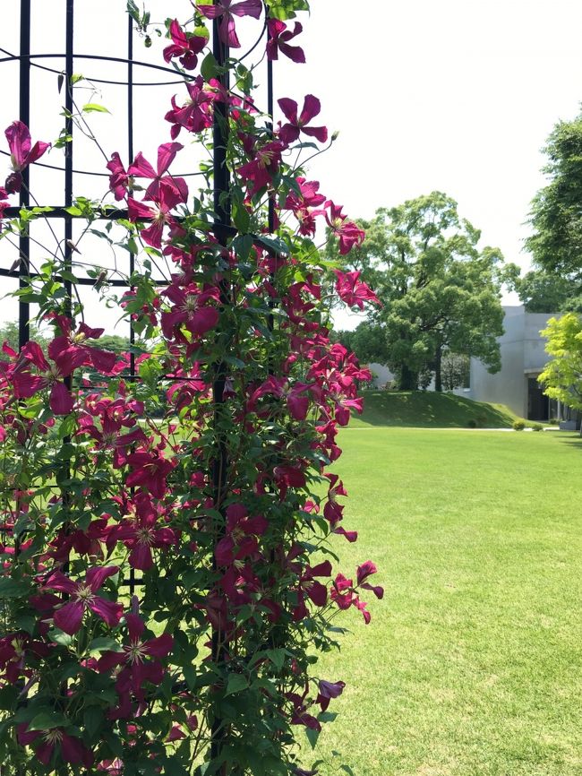 クレマチスの丘の庭園は芝生なので、足も喜んで気持ちよく歩けます。