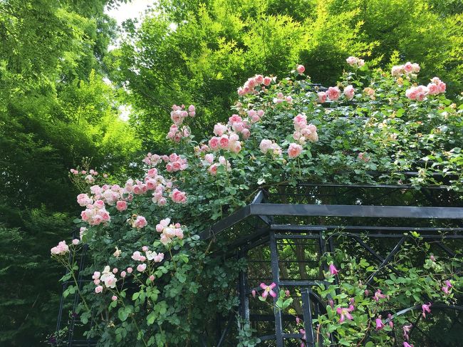 この六月半ばは、クレマチス以外に薔薇も最盛期です。いい時期です。新緑も美しく蝶もひらひら飛び回り、ハチもホバリングします。