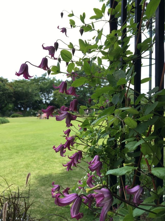 釣鐘草のような品種もいくつかありました。蔓性だし、手入れが大変だろうな。
