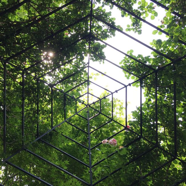 薔薇の柵のてっぺんに達した一輪の薔薇は太陽と戯れていました。