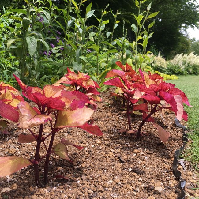 クレマチス以外の植物で私のお気に入りになった「コリウスゴールドジャイアント」。葉裏が真っ赤なんです。