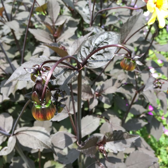 母は気づいていませんが、その黄色い花の花後。