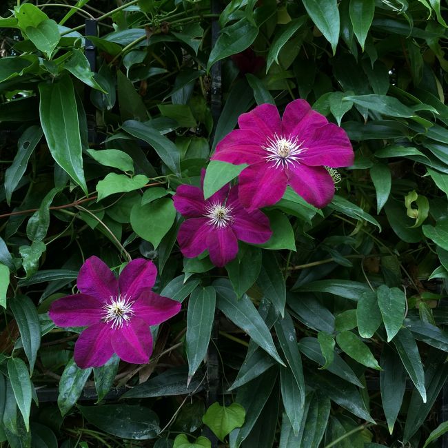 今回クレマチスを目的に六月半ばと決めて訪れました。2日前に梅雨入りし雨予報を、晴れ女の本領発揮で快晴夏日に変更。クレマチス（テッセン）たちも喜んで美しい色を披露してくれました。