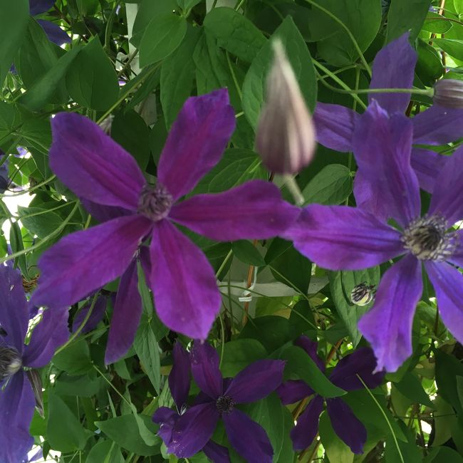 私はこういう紫色に惹かれます。紫と言っても、濃いの薄いの、パープルからバイオレットやモーブのように、幅広いです。