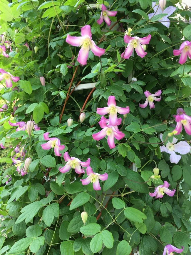 クレマチスの品種や名前は詳しくわかりませんが、その豊富さと個性に驚きました。